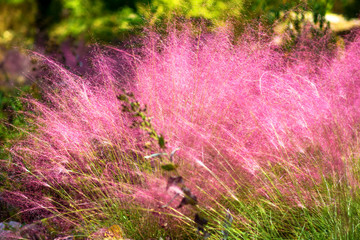 Pink Muhly Grass. Beautiful pink Muhlenbergia capillaries. Summer, autumn colors.