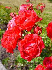 Obraz premium Red roses
