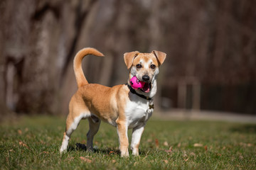 Adoreble mixed breed dog playing with the ball  in a park