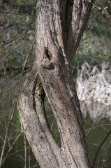 Fototapeta premium Natur