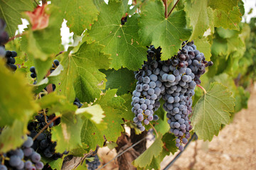 Ripe grape cluster of monastrell variety just before the harvest