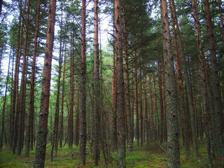 Obraz premium Pinery