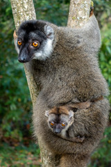 Red Fronted Brown Lemur ( Eulemur rufifrons ). Mother and baby. Madagascar, Close up