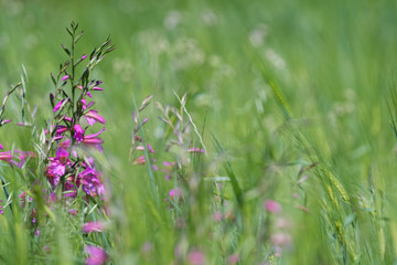 Wiese mit illyrische Siegwurz