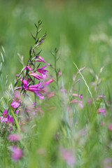 Wiese mit illyrische Siegwurz