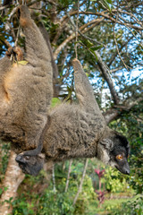Red Fronted Brown Lemur ( Eulemur rufifrons ). Mother and baby. Madagascar, Close up