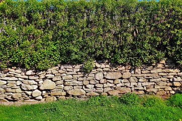 Fototapeta na wymiar bush over a stone wall