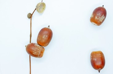 Acorns are located on a white background