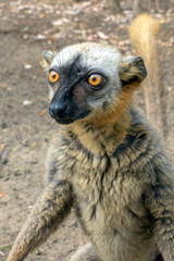 Red Fronted Brown Lemur ( Eulemur rufifrons ). Madagascar, Close up