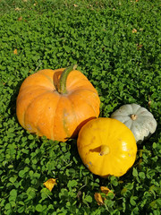  colored pumpkins on the grass