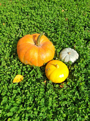  colored pumpkins on the grass