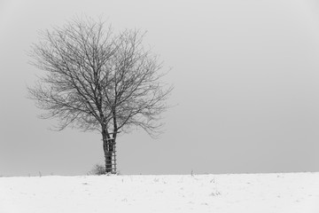 arbre en hiver sur la neige avec une échelle