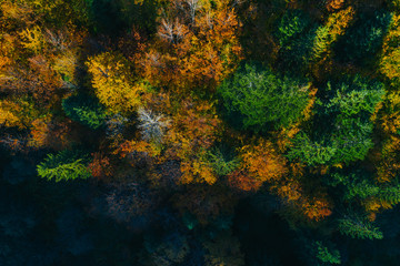 Naklejka na ściany i meble Aerial view of autumn tree tops.