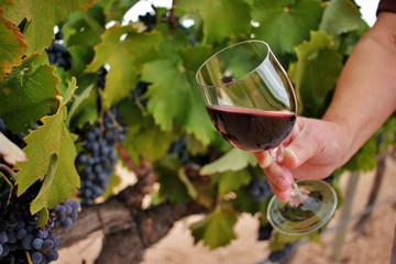 Woman's hand holding a glass of wine among the vineyards. wine growing and production
