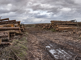 Fototapeta na wymiar On a cloudy autumn day along the road in the mud there are many rough logs of softwood.