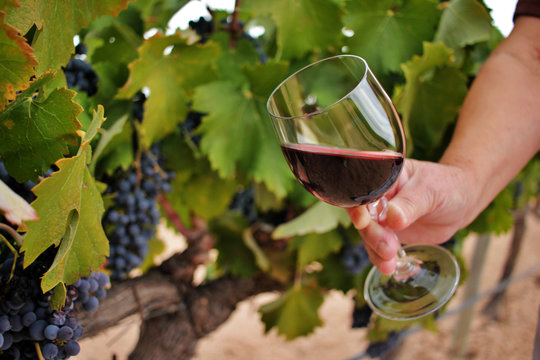 Woman's hand holding a glass of wine among the vineyards. wine growing and production