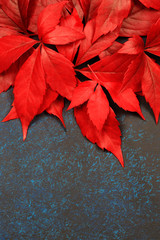 autumn red leaves on a gray background