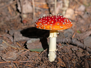 Fliegenpilz, Amanita muscaria
