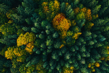 Aerial view of autumn tree tops.