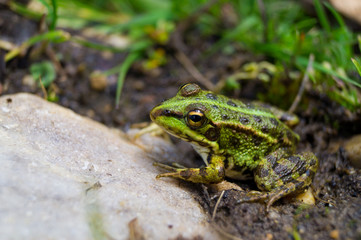 Green Frog