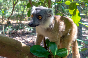 White-fronted Brown Lemur ( Eulemur  albifrons ) in forest.