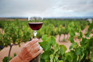 Woman's hand holding a glass of wine among the vineyards. wine growing and production