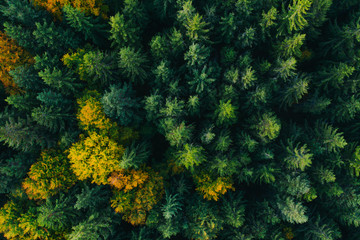 Aerial view of autumn tree tops.