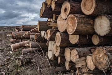 On a cloudy autumn day along the road in the mud there are many rough logs of softwood. End cuts of tree trunks.