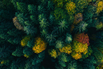 Aerial view of autumn tree tops.
