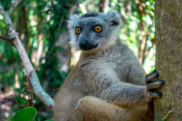 White-fronted Brown Lemur ( Eulemur  albifrons ) in forest.