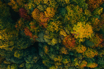 Aerial view of autumn tree tops.