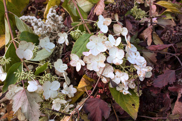 Little white flowers that looked like a flock of butterflies