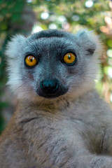 White-fronted Brown Lemur ( Eulemur  albifrons ) in forest.