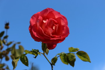 Fototapeta premium Red rose looks great on a background of blue sky