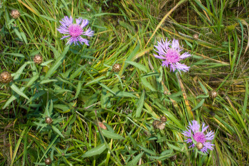 Cornflowers 