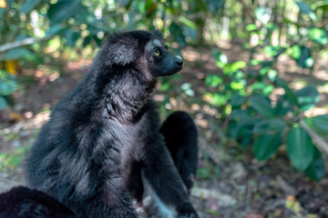 Beautiful image of the Indri lemur - Indri Indri. Wild nature .Madagascar.