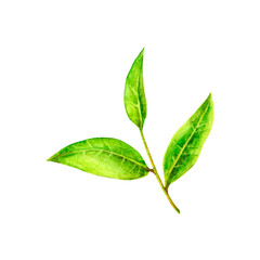Watercolor green tea leaves, branches isolated on white background. Hand painting on paper.