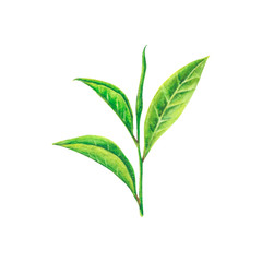 Fototapeta premium Watercolor green tea leaves, branches isolated on white background. Hand painting on paper.