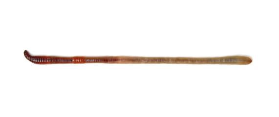 Earth worm isolated on white