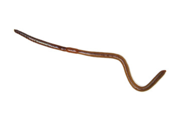 animal earth worm isolated on white