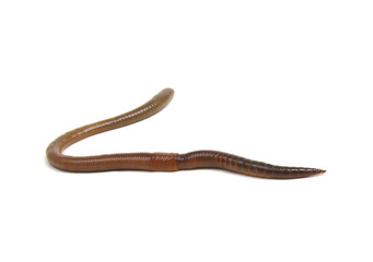 Earth worm isolated on white
