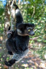 Beautiful image of the Indri lemur - Indri Indri. Together with the baby