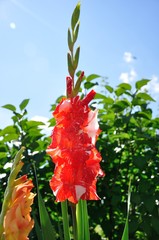 red gladiolus and sky