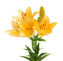  lilies on a white background