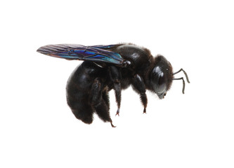 Bumblebee isolated on white background