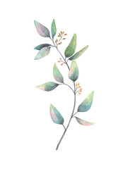 Watercolor hand painted branch with green leaves. Floral illustration isolated on white background.