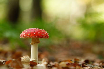 fly agaric in the forest