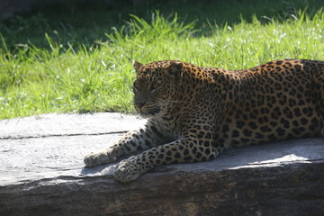 animales varios  © Miguel