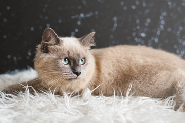 Cute orange cat portrait. Mixed breed of maine coon with british shorthair. cat looking away from camera