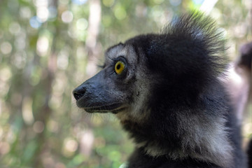 baby Beautiful image of the Indri lemur - Indri Indri. Wild nature .Madagascar.